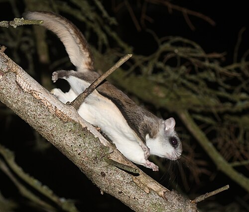 Flying squirrel